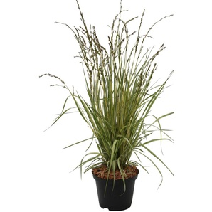 Gräser BCM Moor-Pfeifengras Variegata Pflanzen 1 St., rot Gräser Höhe: 30- 40 cm, 1 Pflanze