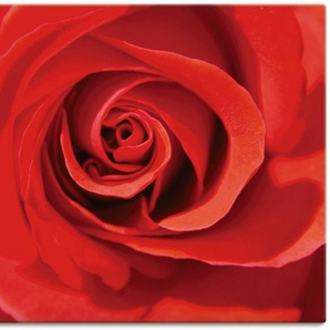 Artland Wandbild Rose rot_Detail, Blumenbilder (1 St), als Alubild, Leinwandbild, Wandaufkleber oder Poster in versch. Größen