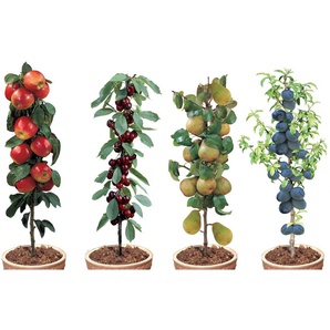 Perfect Plant | Mischung aus 4-Säulen-Obstbäumen