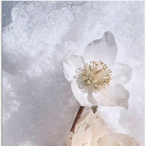 Artland Wandbild Christrose im Schnee, Blumen (1 St), als Alubild, Leinwandbild, Wandaufkleber oder Poster in versch. Größen