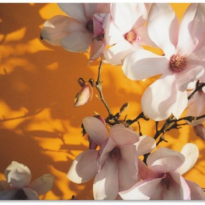 Artland Wandbild Fotokollage Magnolie, Blumen (1 St), als Alubild, Leinwandbild, Wandaufkleber oder Poster in versch. Größen