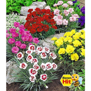 Prachtmischung Duft-Gartennelken, 5 Pflanzen Dianthus