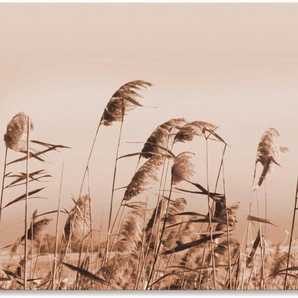 Artland Wandbild Gräser, Gräser (1 St), als Alubild, Leinwandbild, Wandaufkleber oder Poster in versch. Größen