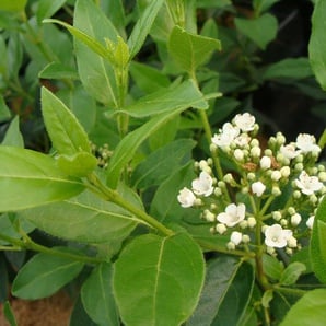 Jean Huchet Plantes Viburnum Tinus French White, 15 Stück