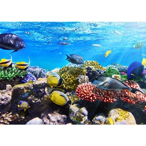 Fototapete Aquarium Unterwasser Meer Fische Riff Korallenrif  no. 105 | Fototapete Vlies - PREMIUM PLUS | 300x210 cm