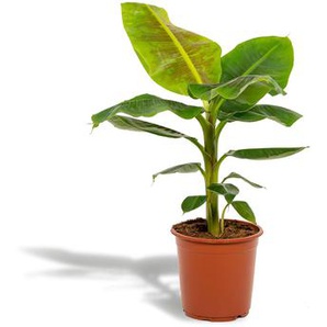 Hello Plants | Bananenpflanze - Musa Dward Cavendish