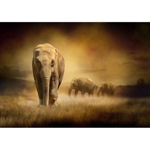 Fototapete Afrika Savanne Elefant Elefanten Gras Landschaft  no. 11 | Fototapete Vlies - PREMIUM PLUS | 300x210 cm
