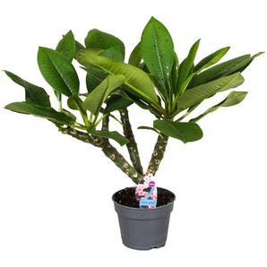 Perfect Plant | Plumeria Frangipani Hawaiianische Zimmerpflanze