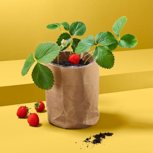 Erdbeer-Saatgut im Papierbeutel - Naturfarben -