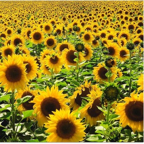 Artland Wandbild Sonnenblumenfeld, Blumen (1 St), als Alubild, Leinwandbild, Wandaufkleber oder Poster in versch. Größen