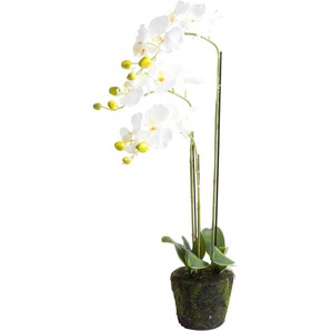Kunstblume Edel Orchidee