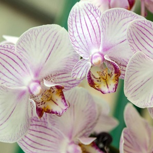 PAPERMOON Fototapete White Orchid Tapeten Gr. B/L: 2,5 m x 1,86 m, Bahnen: 5 St., bunt (mehrfarbig) Tapeten