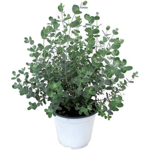 Perfect Plant | Eukalyptus-Gunnii-Strauch
