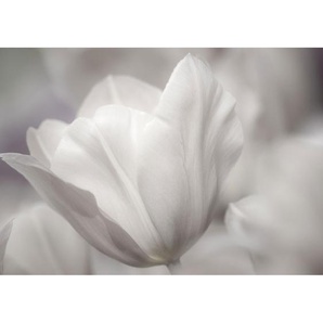 Fototapete Tulpen Blumen Blumenranke weiß grau Natur Pflanze  no. 98 | Fototapete Vlies - PREMIUM PLUS | 200x140 cm