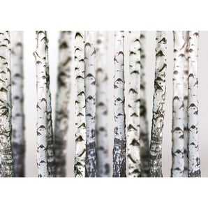 Fototapete Bäume Birken Wald Stamm  no. 2111 | Fototapete Vlies - PREMIUM PLUS | 104x70.5 cm