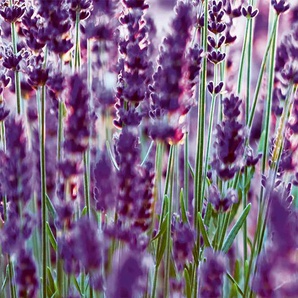 EXPRESS KÜCHEN Küchenrückwand Lavendel Spritzschutzwände Gr. B/H: 280 cmx55,9 cm, lila (lavendel) Küchenaccessoires