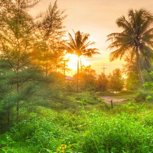 PAPERMOON Fototapete Amazing Jungle Sunrise Tapeten Gr. B/L: 2,5 m x 1,86 m, Bahnen: 5 St., bunt (mehrfarbig) Tapeten