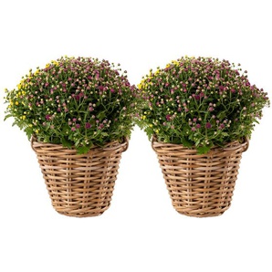 2 Chrysanthemen-Büsche im Rattankorb - mehrfarbig -