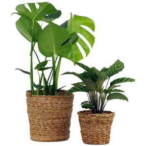 2 Zimmerpflanzen »Monstera Deliciosa« und »Calathea Leopardina« – jeweils im Topf - Grün -