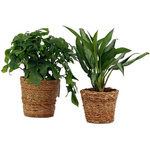 2 Zimmerpflanzen »Monstera Minima« und »Aglaonema Jubilee« – jeweils im Topf - Grün -