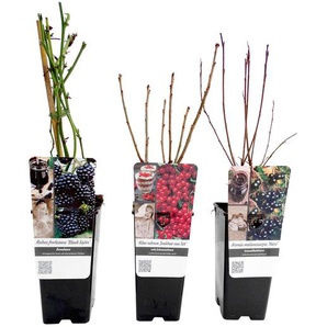 3 Beerenpflanzen -  -