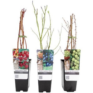 3 Beerenpflanzen -  -
