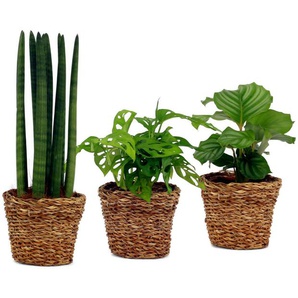 3 Zimmerpflanzen: Marante »Calathea Ortifolia« - Grün -