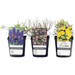 3er-Set »Schmetterlings-Bienengarten« - blau -