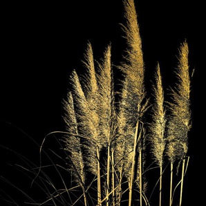 Acrylglasbild LEONIQUE Pampas Gras - Acrylbilder mit Blattgold veredelt Bilder Gr. B/H: 60 cm x 90 cm, Acrylglasbild mit Blattgold, 1 St., goldfarben (gold) Acrylglasbilder