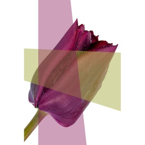Acrylglasbild QUEENCE Blume Bilder Gr. B/H/T: 80 cm x 120 cm x 2,4 cm, lila Acrylglasbilder