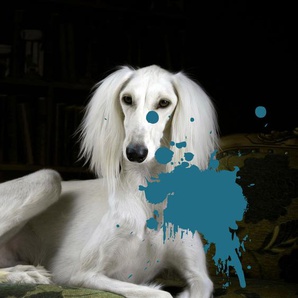 Acrylglasbild QUEENCE Hund Bilder Gr. B/H/T: 100 cm x 150 cm x 2,4 cm, blau Acrylglasbilder