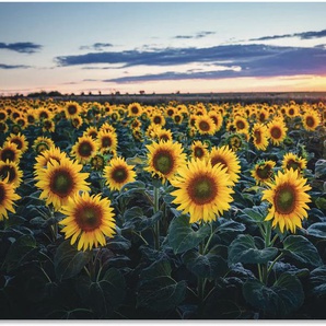 Alu-Dibond-Druck ARTLAND Sonnenblumenfeld, Sonne im Hintergrund Bilder Gr. B/H: 120 cm x 80 cm, Blumenwiese Querformat, 1 St., gelb Metallbilder für Innen- und Außenbereich geeignet, Outdoorbild