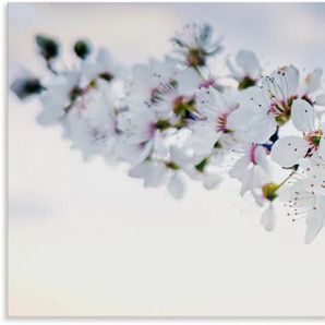 Alu-Dibond-Druck ARTLAND weißer Kirschblüten Zweig Bilder Gr. B/H: 100 cm x 50 cm, Baumbilder Querformat, 1 St., weiß Metallbilder