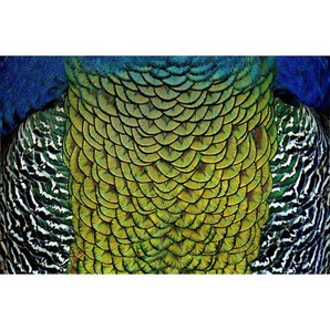 Aluminiumbild, Mehrfarbig, Metall, Kunststoff, 148x98 cm, einfache und schnelle Anbringung, Bilder, Metallbilder