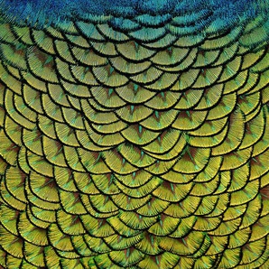Aluminiumbild, Mehrfarbig, Metall, Kunststoff, rechteckig, 74x74 cm, Bilder, Metallbilder