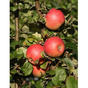 Apfel Alkmene, Spindel, langsam und schlank wachsend