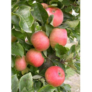 Apfel »Rhapsodie«, Säulenobst, 60 cm schmale Wuchsbreite, schorftolerant und winterhart