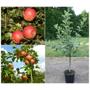 Apfelbaum »Alkmene« und »James Grieve«, 2 Sorten, süß-säuerlich, 300 - 400 cm Wuchshöhe