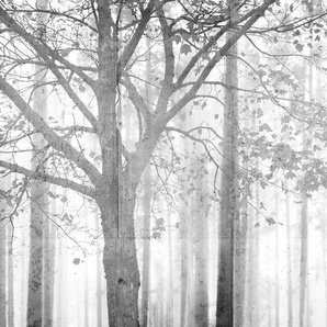 ARCHITECTS PAPER Fototapete Atelier 47 Edge 2 Tapeten Wald Fototapete Edge 4,00 m x 2,70 m 200 g Vlies Premium Tapete Natur Gr. B/L: 4 m x 2,7 m, grau (hellgrau, weiß, dunkelgrau) Fototapeten