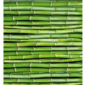 Architects Paper Fototapete Bamboo Power, (1 St), Struktur Tapete Natur Bambus Grün Panel 1,00m x 2,80m