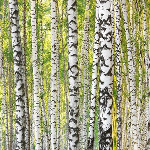 ARCHITECTS PAPER Fototapete Birch Forest Tapeten Vlies, Wand, Schräge Gr. B/L: 6 m x 2,5 m, bunt (braun, grün, weiß) Fototapeten Natur