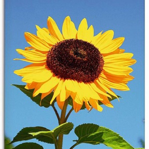Artland Glasbild Große Sonnenblume, Blumen (1 St), in verschiedenen Größen