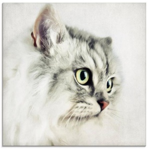 Artland Glasbild Katzenporträt weiß, Haustiere (1 St), in verschiedenen Größen