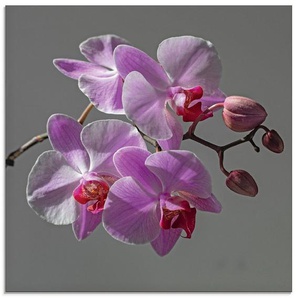 Artland Glasbild Orchideentraum, Blumen (1 St), in verschiedenen Größen