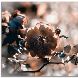 Artland Glasbild Rose Zweig, Blumen (1 St), in verschiedenen Größen