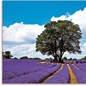 Artland Glasbild Schönes Lavendelfeld im Sommer, Felder (1 St), in verschiedenen Größen