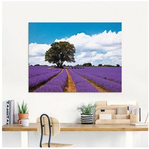 Artland Glasbild Schönes Lavendelfeld im Sommer, Felder (1 St), in verschiedenen Größen