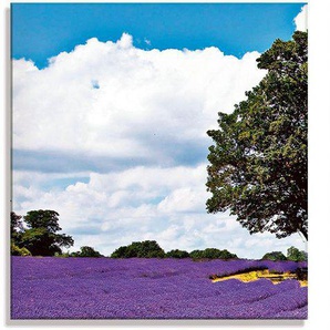Artland Glasbild Schönes Lavendelfeld im Sommer, Felder (3 St), in verschiedenen Größen