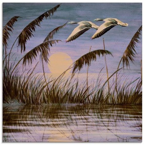 Artland Glasbild Wildgänse in der Abendsonne, Vögel (1 St), in verschiedenen Größen