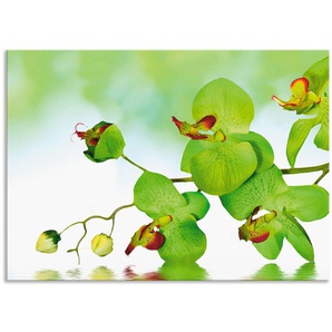 Artland Küchenrückwand Schöne Orchidee mit grünem Hintergrund, (1-tlg), Alu Spritzschutz mit Klebeband, einfache Montage